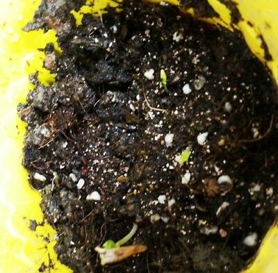 ดอกไม้ป่า (wildflowers) คละ สูง 30-45 ซ.ม. / ซอง 200 เม็ด (K003)