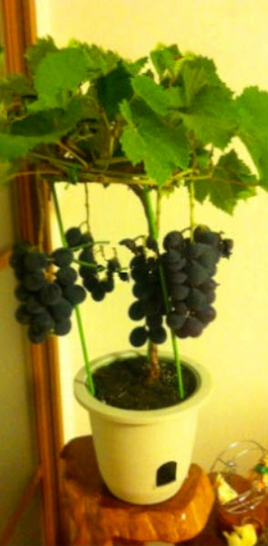 องุ่นดำเคียวโฮญี่ปุ่นบอนไซ (Kyoho grape) / 18 เม็ด (นอก)