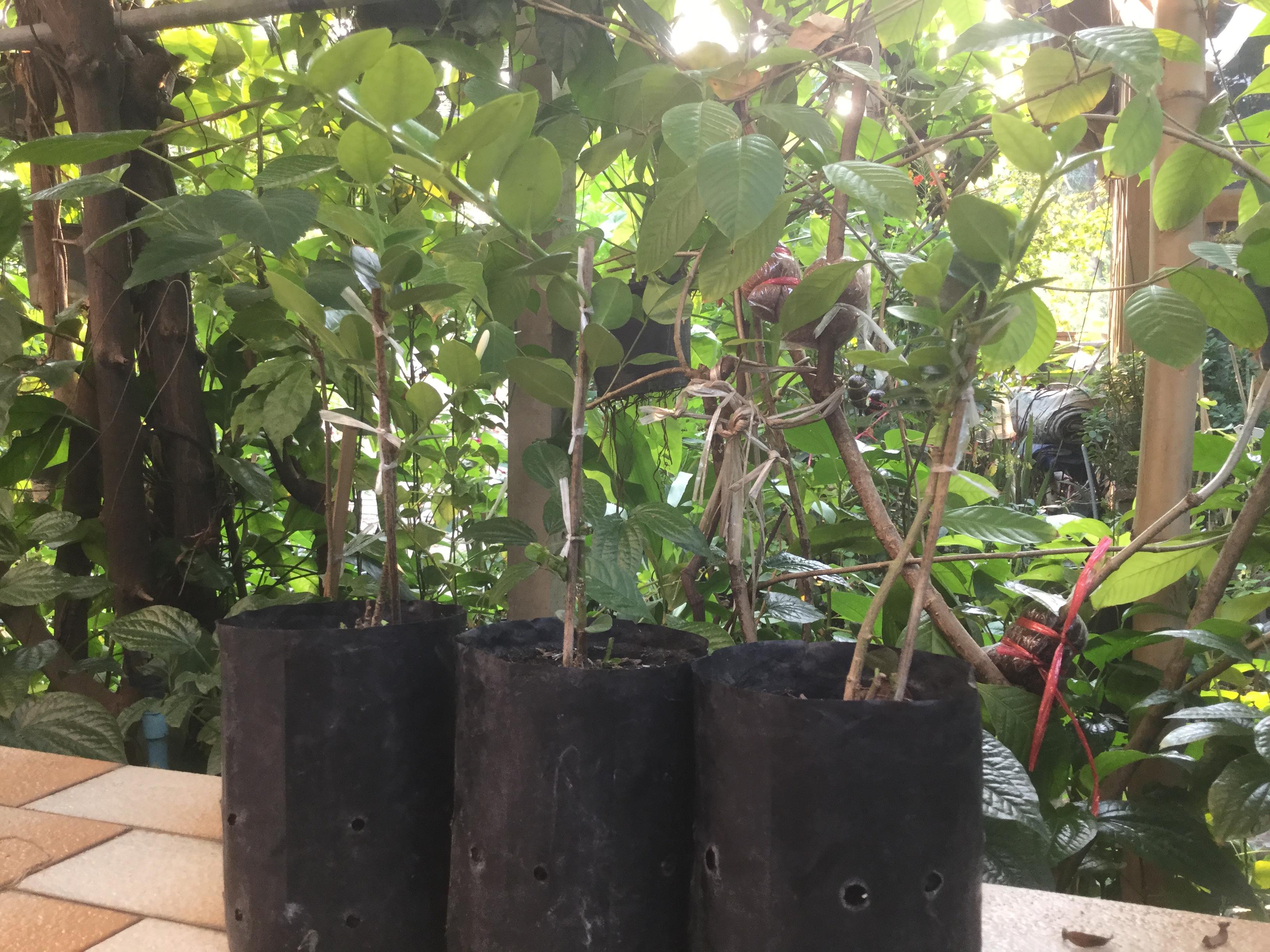 ต้นมะนาวโห่ญี่ปุ่น สูง 20-30 ซ.ม. / ต้น