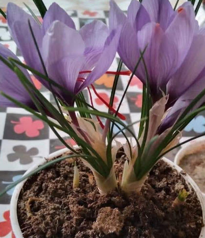 หัวหญ้าฝรั่น (Saffron Crocus) พืชสมุนไพร ของแท้ จากต่างประเทศ / หัว