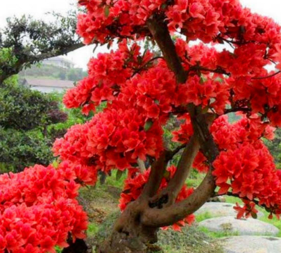 ซากูระ (Sakura tree) แดง / 5 เม็ด