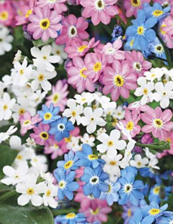 ฟอร์เก็ตมีน็อท (Forget me Not) คละ / ซอง 300 เม็ด (Lithuania)
