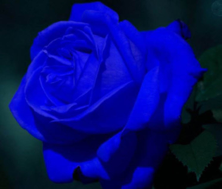 กุหลาบสีน้ำเงินเข้ม / 100 เม็ด