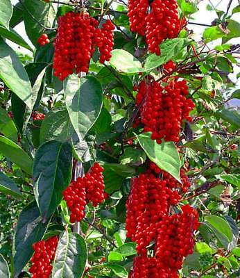 ชิแซนดร้า เบอรี่ (Schisandra berry) / 50 เม็ด (นอก)