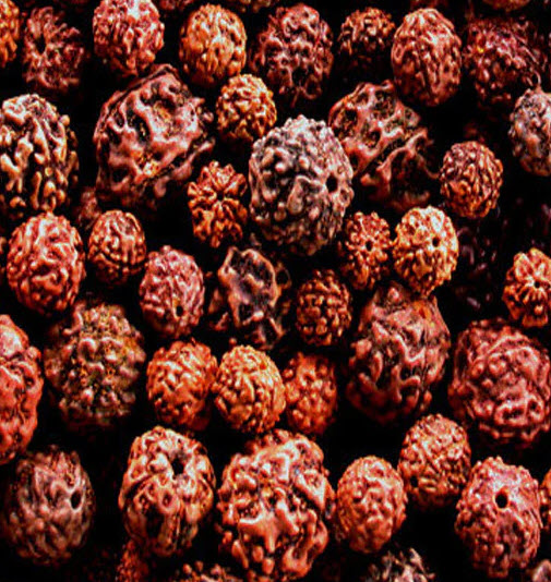 เมล็ดพันธุ์ ต้นน้ำตาพระศิวะ รุทรักษะ จากต้นแม่ในไทย Rudraksha สำหรับเพาะต้นกล้า / 10 เม็ด