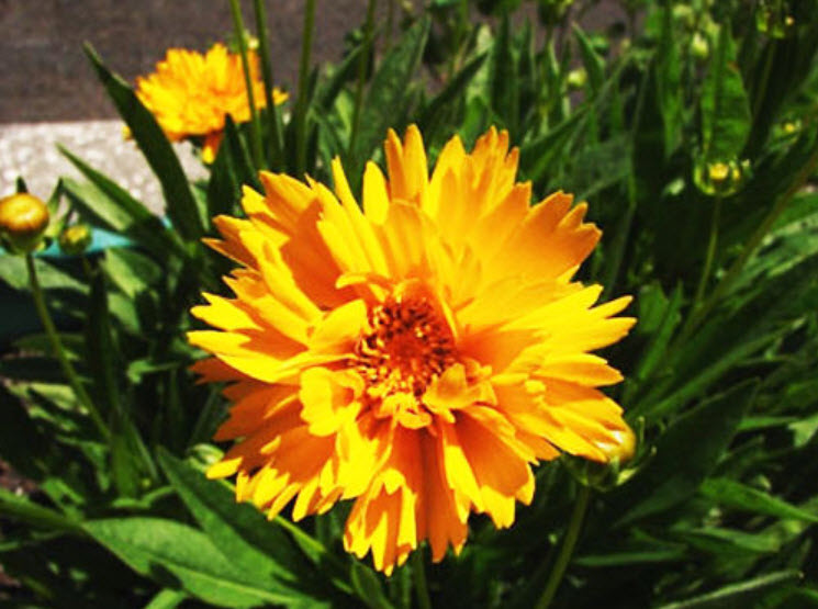 ดอกไม้ไหว (Coreopsis) ดอกซ้อน / ซอง 30 เม็ด (A046)