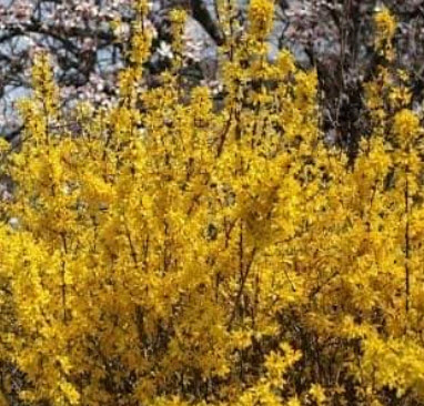 ต้นเหลี่ยงเคี้ยว / ฟอซีเธีย (Weeping Forsythia) กระถาง 10 นิ้ว สูง 80-100 ซ.ม. (China)