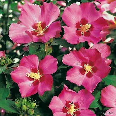 โรส ออฟ ชารอน - วู๊ดบริดจ์ (Rose of Sharon - Woodbridge) / 50 เม็ด (UK)
