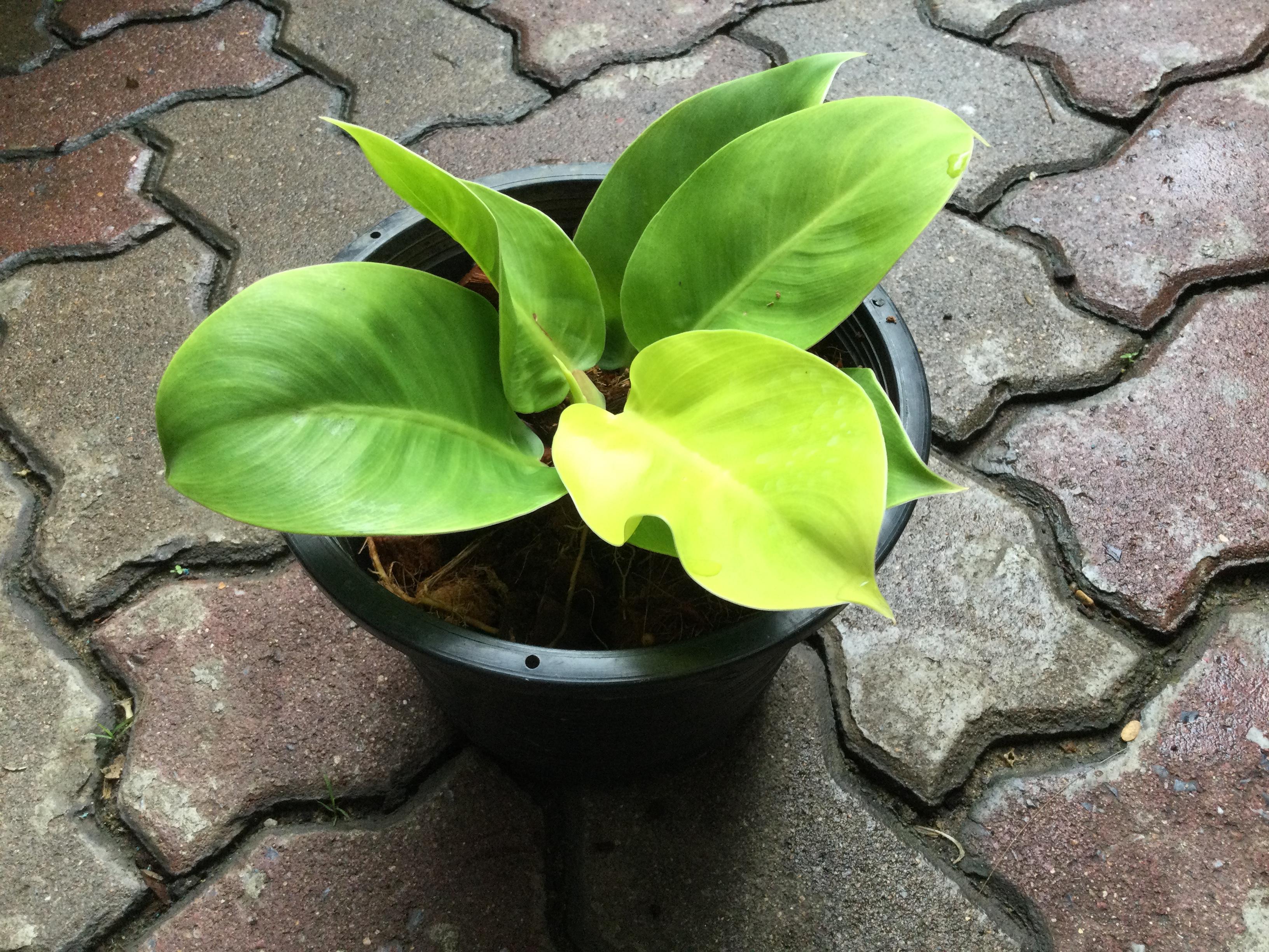 ต้นฟิโล กุมารทองเรียกทรัพย์ หรือมูนไล้ท์ กระถาง 8 นิ้ว