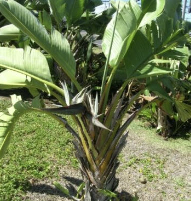 ปักษาสวรรค์ สีขาว (Strelitzia nicolai) / 5 เม็ด (Portugal)*