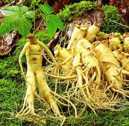 โสมเกาหลี (Panax Ginseng) / 25 เม็ด