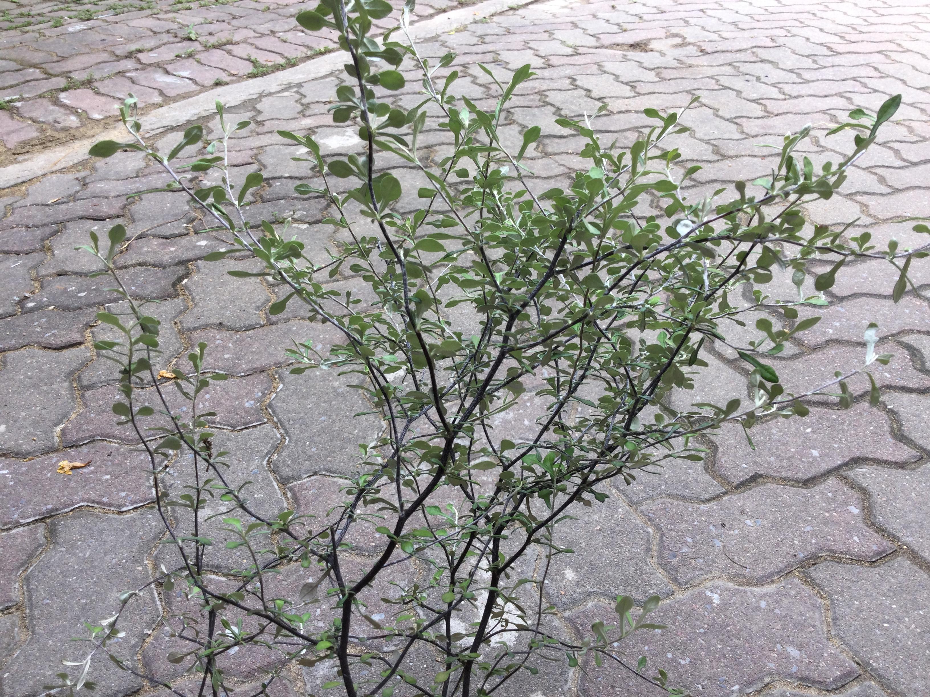 ต้นโคโรเกีย (Corokia) ใบเงิน สูง 50-70 ซ.ม. / ต้น (Holland)*