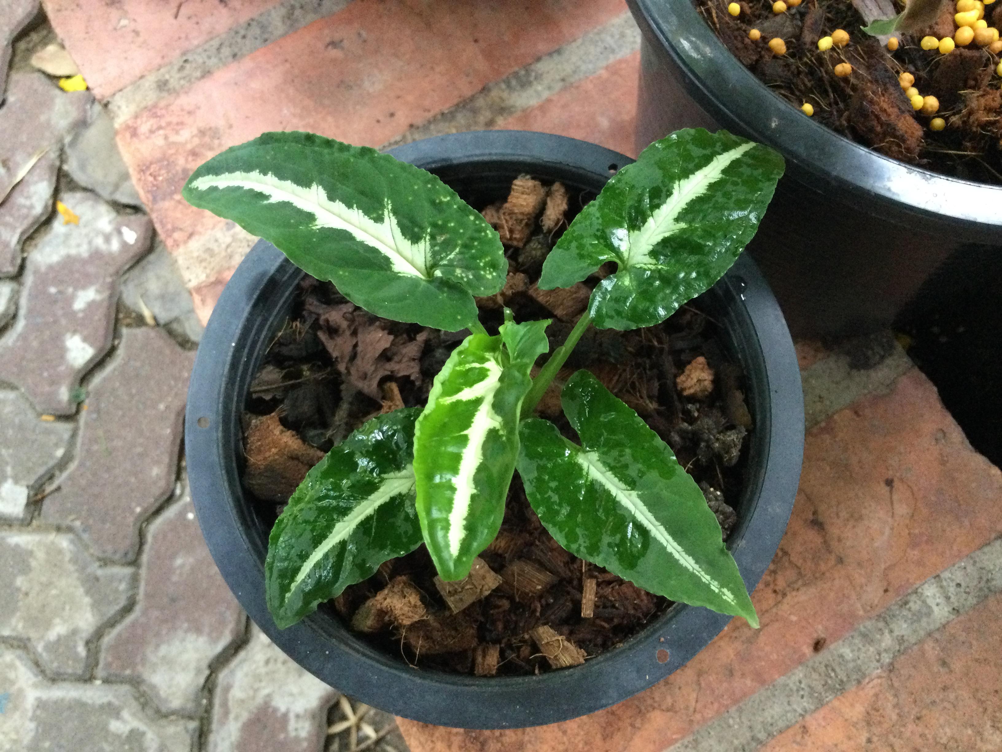 ต้นออมเพชร เงินไหลมา กระถาง 6 นิ้ว / ต้น