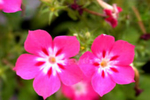 ฟลอกซ์ (Phlox Cecily) พันธุ์เตี้ย คละ / 300 เม็ด (UK)