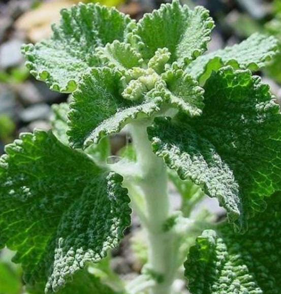 ฮอร์ฮาวด์ขาว (White Horehound) / 100 เม็ด (Portugal)