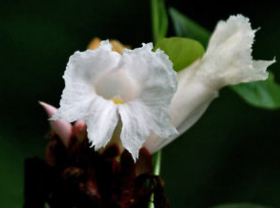 ต้นเอื้องหมายนา (Malay ginger) ดอกขาว สูง 40-50 ซ.ม. / ต้น