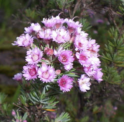 เฟเธอร์ ฟลาวเวอร์ (Feather Flower) / 15 เม็ด (Australia)
