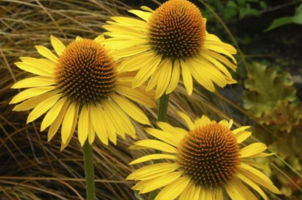 เอ็กไคนาเซีย (Echinacea) สีเหลือง / 100 เม็ด