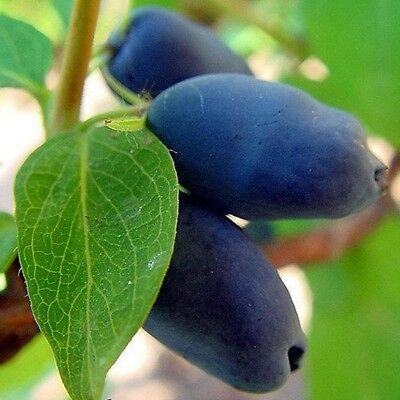 ฮันนี่เบอรี่ หรือแฮสแคป (Honeyberry / Haskap) / 200 เม็ด