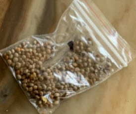 อโกลนีมาแดง (Red Aglaonema) / 100 เม็ด