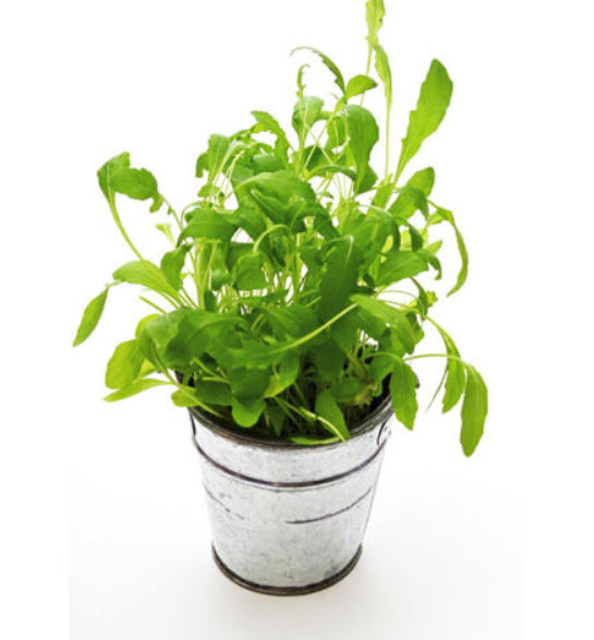 ผักร็อคเก็ท (Rocket Salad) / 100 เม็ด