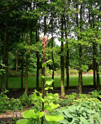ลิลี่หิมาลายัน ดอกใหญ่ (Giant Himalayan Lily) / 10 เม็ด (Portugal) *