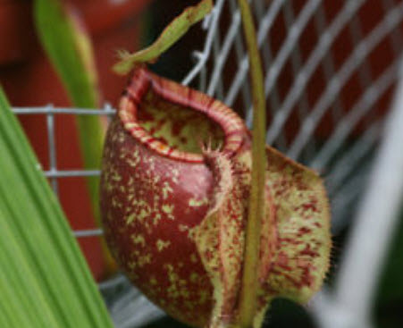 หม้อข้าวฯ แอปเปิ้ล (Apple Nepenthes) / 50 เม็ด (หายาก)