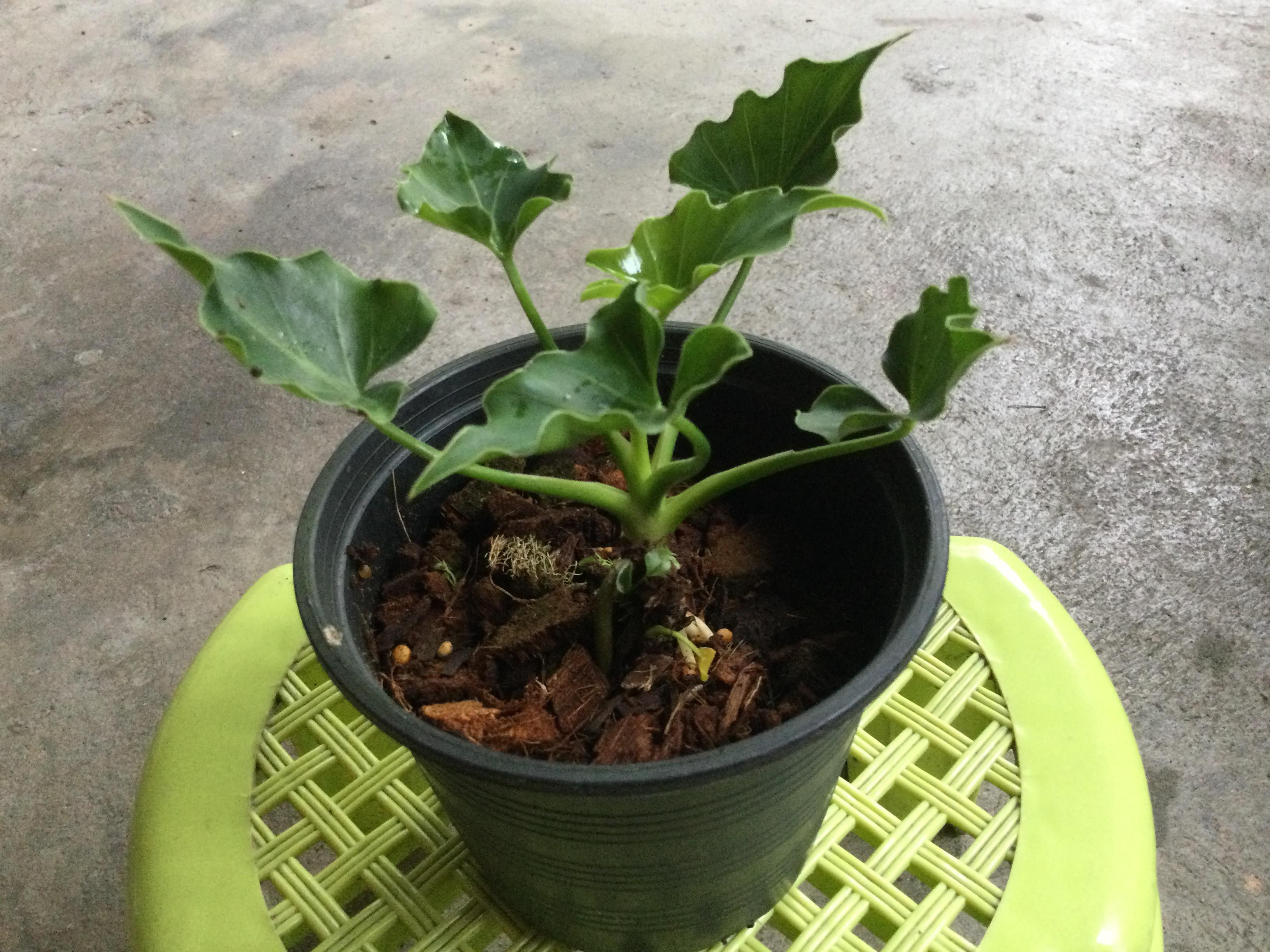 ต้นฟิโลใบมะละกอ (Philodendron selloum) กระถาง 6 นิ้ว
