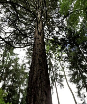 สนโคสต์ เรดวูด (Coast Redwood) / 10 เม็ด (Spain)*