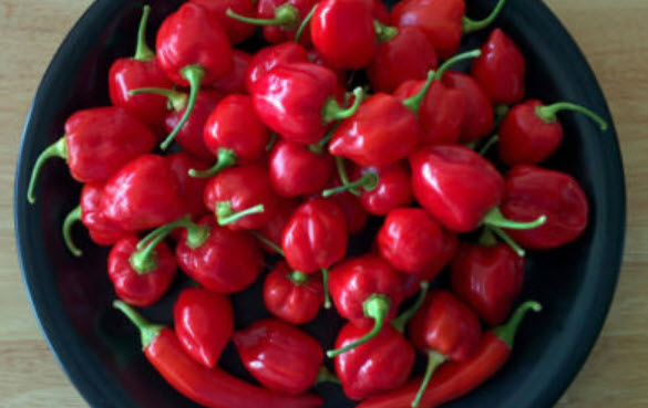 พริก Savina Habanero แดง / 100 เม็ด (Sri Lanka)