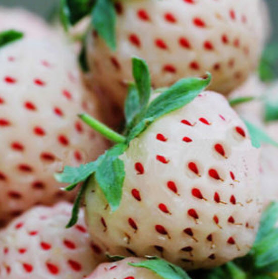 Pineapple Strawberry (สตรอเบอรี่ขาว) / 200 เม็ด