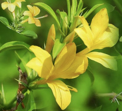 อังกาบหนู (Porcupine flower / Barleria prionitis) / 10 เม็ด