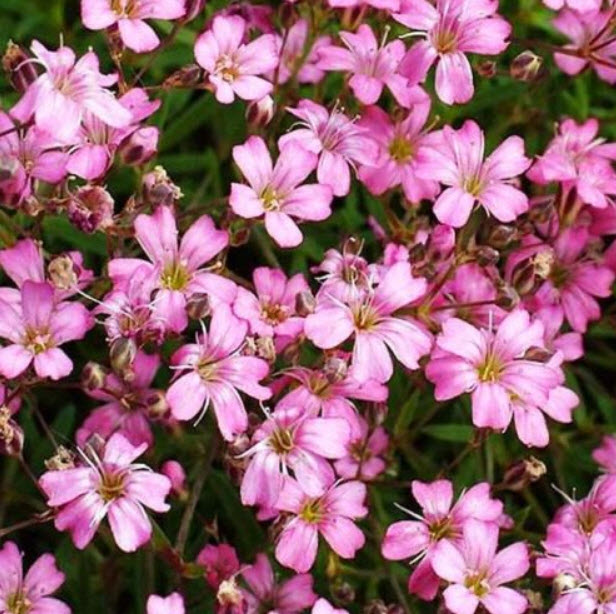 ยิปโซ (Gypsophila Repens Rose) เลื้อย / 750 เม็ด (UK)