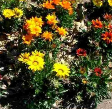 กาซาเนีย - ซันชายน์ (Gazenia - Sunshine) พันธุ์ดอกใหญ่ คละ / 110 เม็ด (UK)