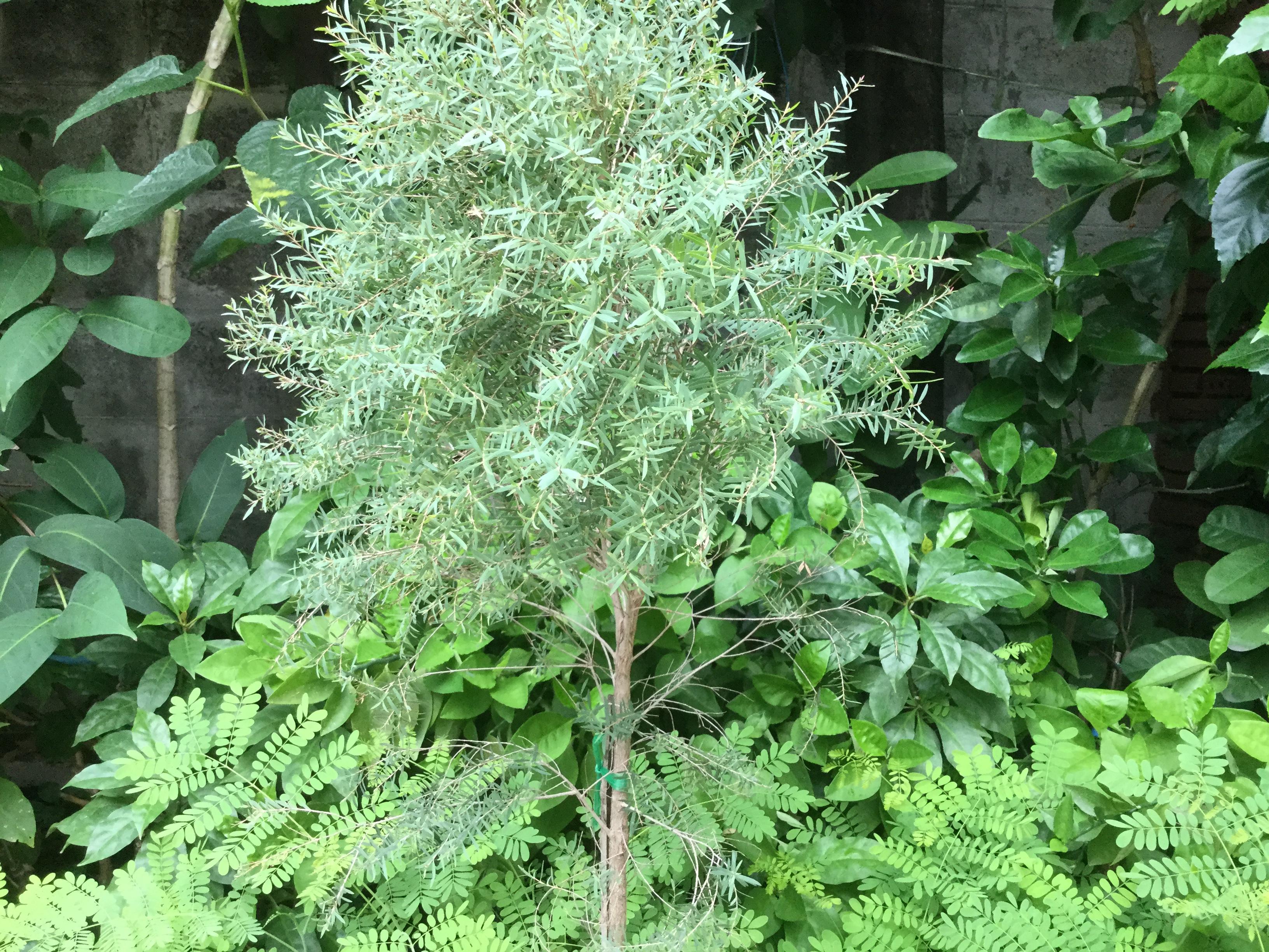 ต้นสนหอม หรือสนไล่ยุง สูง 50-70 ซ.ม. / ต้น