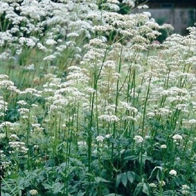วาเลเรียน (Valerian) สีขาว / 1,600 เม็ด (UK)