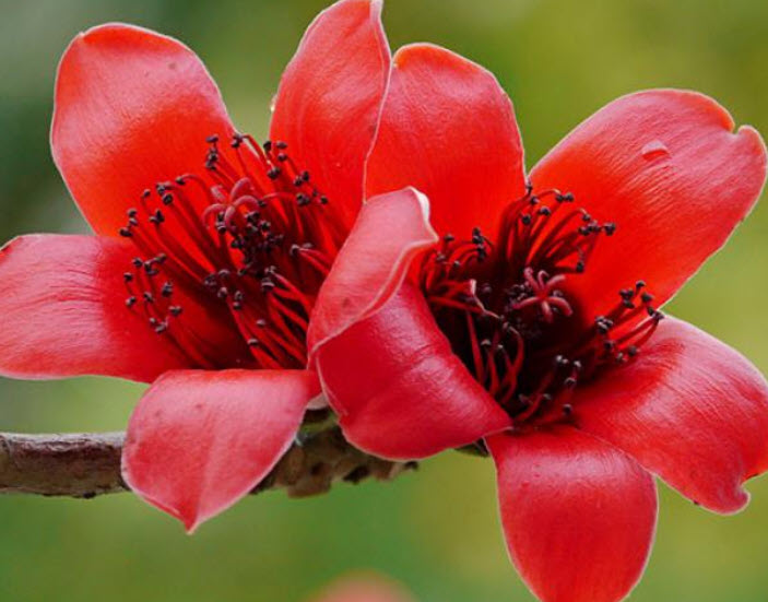 งิ้วแดง งิ้วป่า งิ้วปงแดง งิ้วหนาม / 10 เม็ด