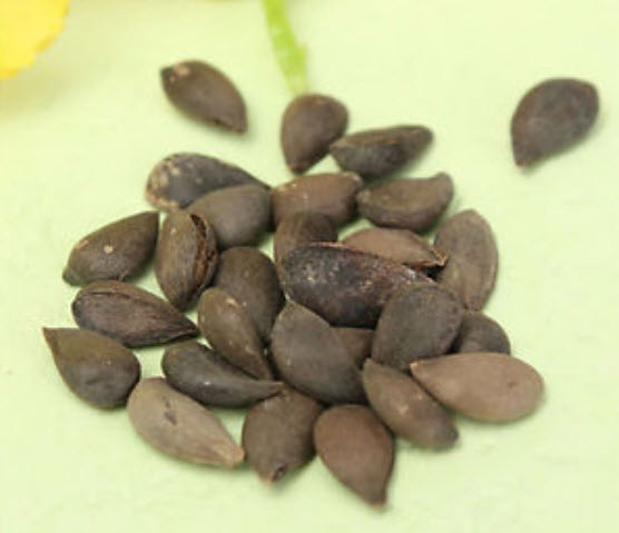 แอปเปิ้ลบอนไซ (Apple Bonsai) / 20 เม็ด