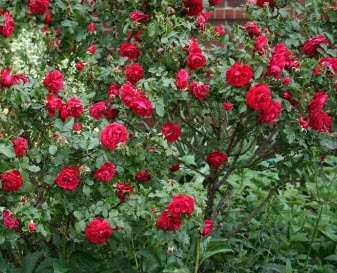 กุหลาบญี่ปุ่นแดง (Beach Rose / Rosa rugosa Rubra) / 10 เม็ด (USA)