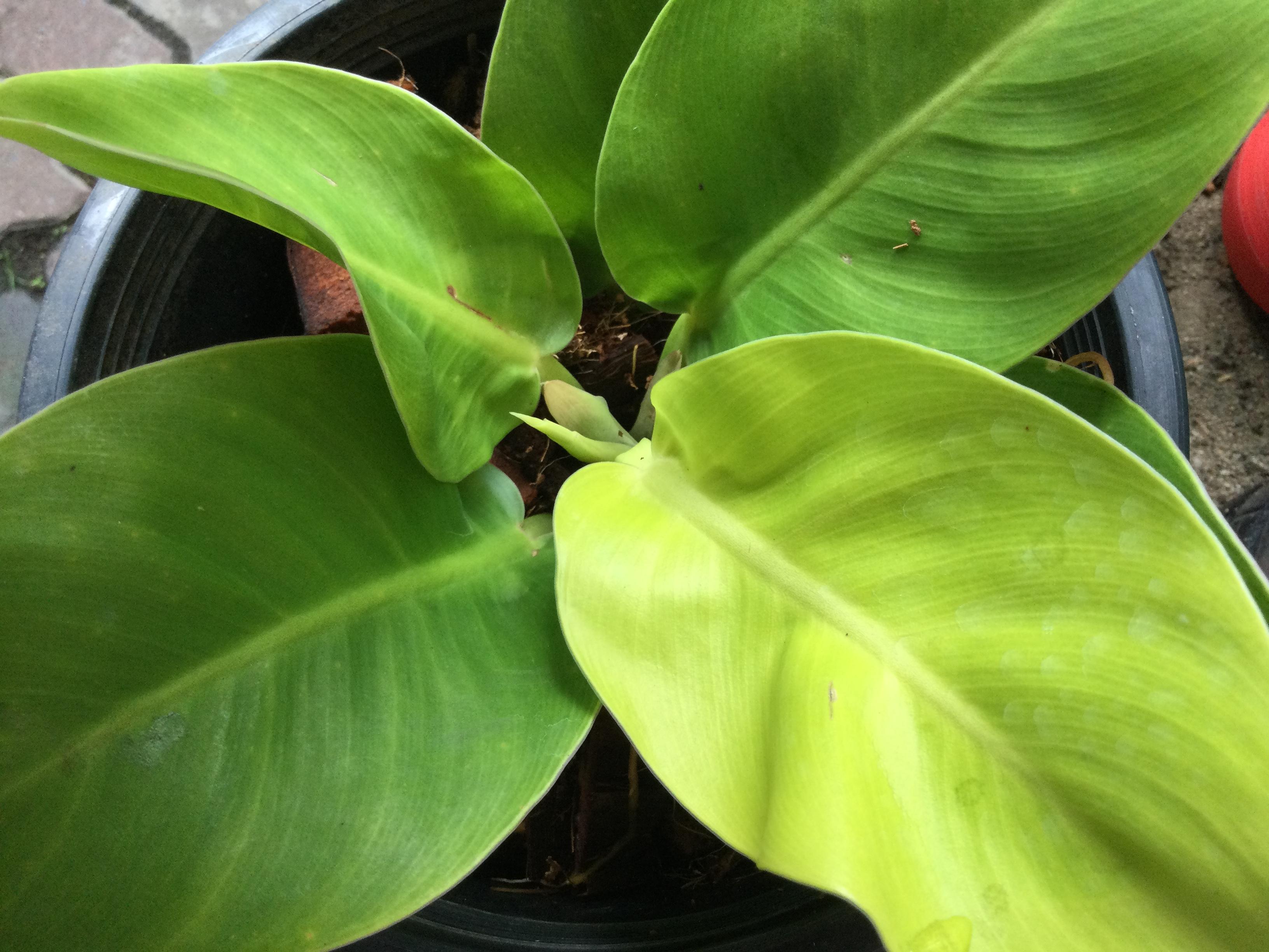 ต้นฟิโล กุมารทองเรียกทรัพย์ หรือมูนไล้ท์ กระถาง 8 นิ้ว