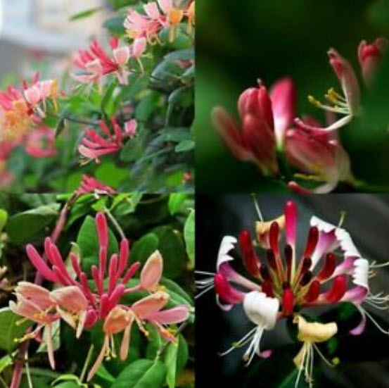 สายน้ำผึ้งชมพู หรือ สายน้ำผึ้งเมดิเตอเรเนียน / 100 เม็ด