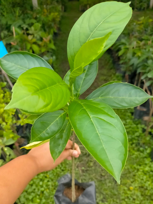 ต้นเบาบับ มาดากัสก้า (Baobab Tree) สูง 20-40 ซ.ม.