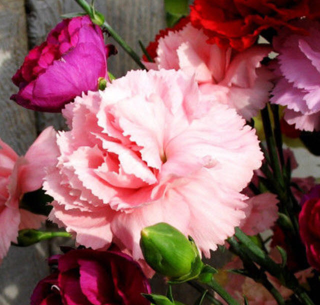 คาร์เนชั่นแดง-ชมพู (Red Carnation) / ซอง 30 เม็ด (A003)