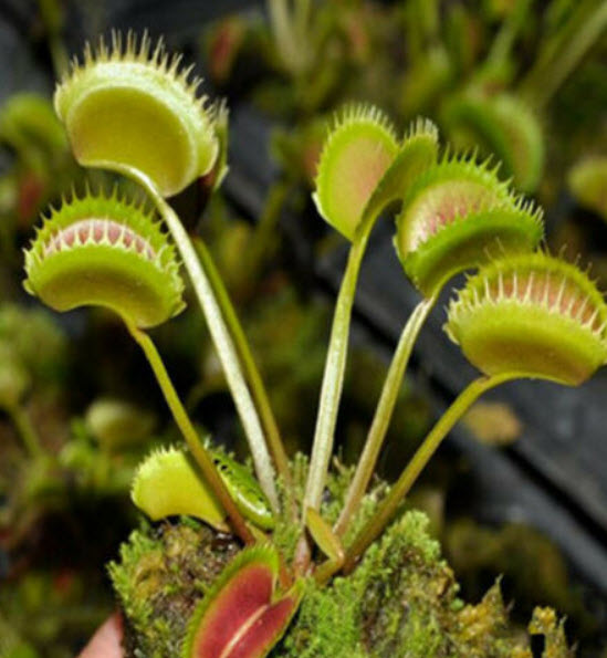 กาบหอยแครง (Venus Flytrap) / 100 เม็ด (Taiwan)