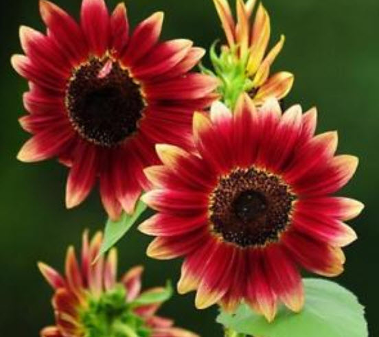 ทานตะวัน เรดซัน (Red Sun Sunflower) สีแดงสด / 40 เม็ด (China)