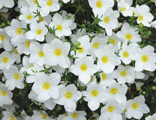 คัพฟลาวเวอร์สีขาว (Cupflower White Robe) / 650 เม็ด (UK)