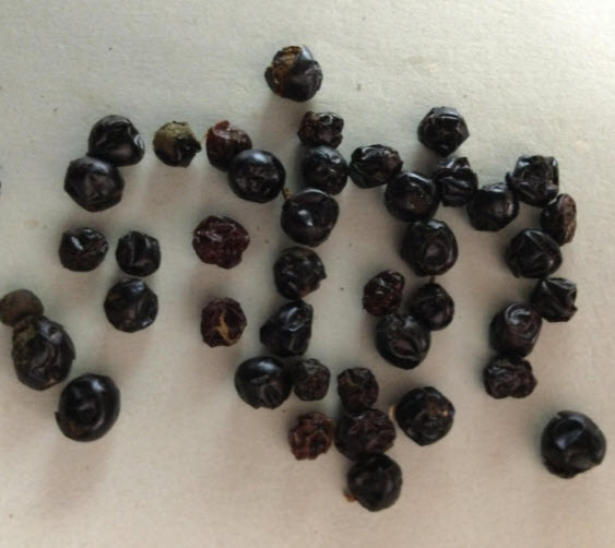 กล้วยต้นเตี้ย/กล้วยแคระ (Dwarf Banana Tree) / 50 เม็ด (China)*