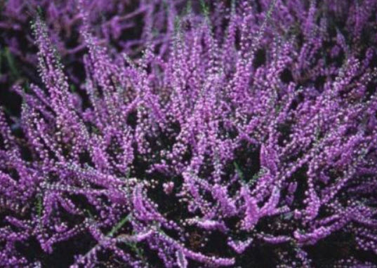 คัลลูน่า หรือเฮเธอร์ (Calluna vulgaris / Heather) คละสี / 500 เม็ด (Spain)