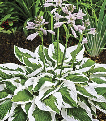 ฮอสต้า แพทริออท (Hosta Patriot) / 5 เม็ด (Canada)