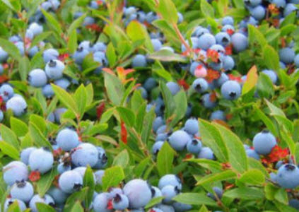 บิลเบอรี่ (Bilberry) / 20เม็ด (Serbia)